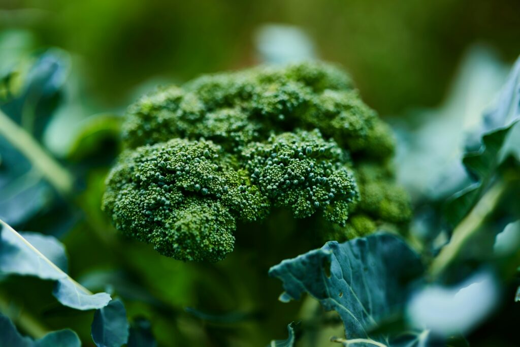 Winter Vegetables in Australia: What to Plant, What to Grow, and What to Harvest