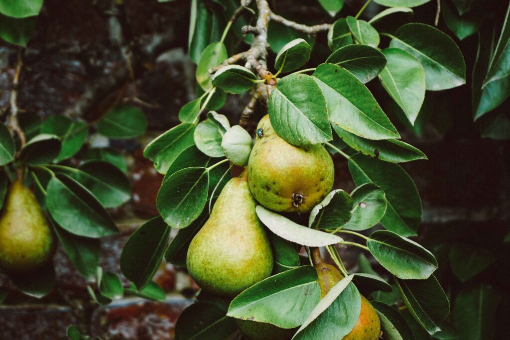 Cool Climate Fruit Trees: What’s Best to Grow and How to Do it