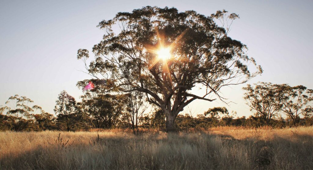 Setting Up Solar Power for Rural Properties: Complete Guide