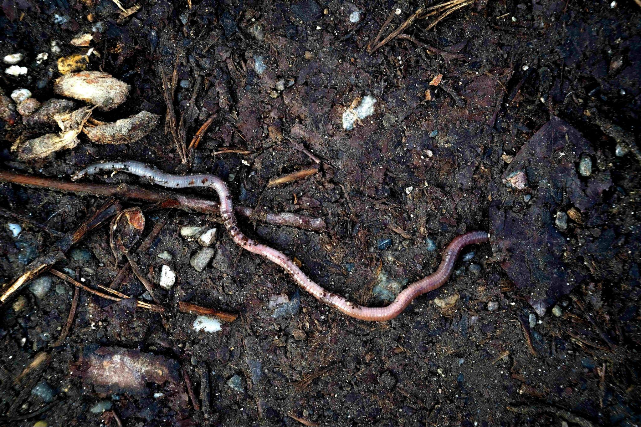 How to Start a Worm Farm in Australia: Complete Beginner’s Guide
